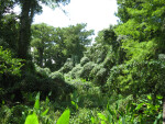 Corkscrew Forest