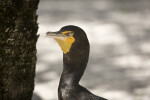 Cormorant