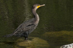 Cormorant Standing in Water at Big Cypress National Preserve