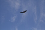 Cormorant That is In Flight