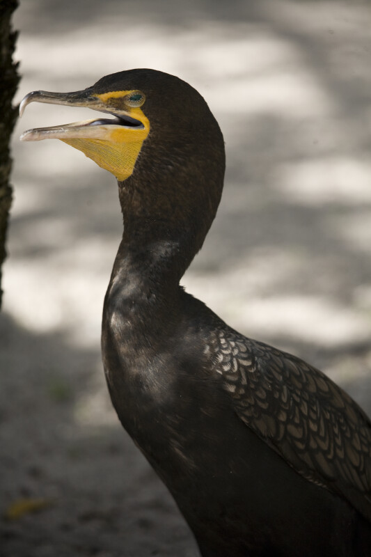 Cormorant with Beak Open
