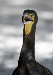 Cormorant