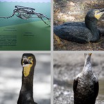 Cormorants photographs