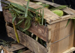 Corn in a Wooden Box at Haymarket Square