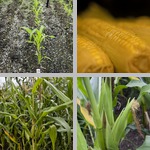 Corn photographs
