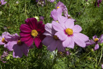 Cosmos Flowers