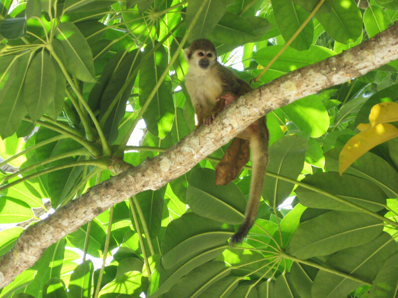 Cost Rican Squirrel Monkey Resting