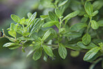 Costa Rican Bush Mint