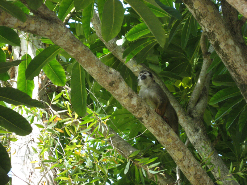 Costa Rican Squirrel Monkey at Bonnet House