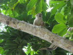 Costa Rican Squirrel Monkey on Branch