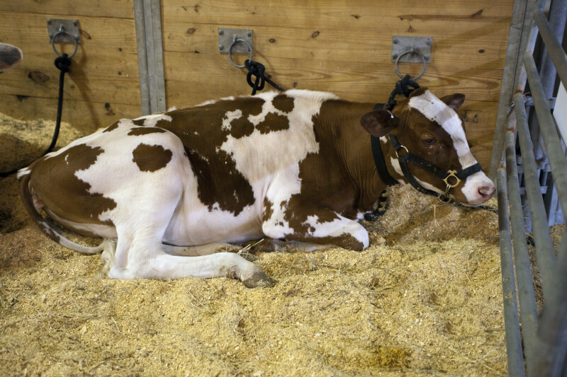Cow with Brown and White Fur that is Resting