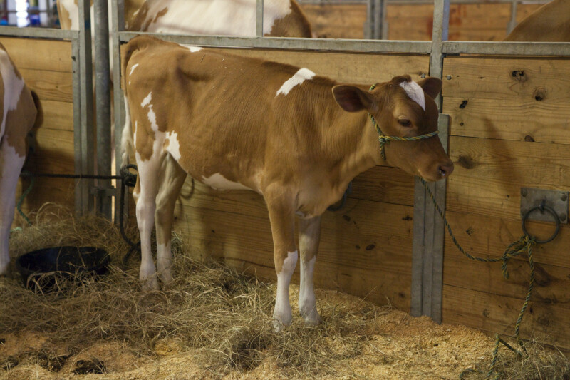 Cow with Brown and White Fur that is Standing