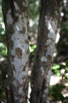 Crabwood Bark at Windley Key Fossil Reef Geological State Park