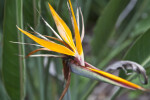 Crane Flower at the Washington Oaks Gardens State Park