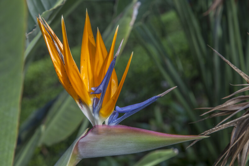 Crane Flower with Orange Sepals and Purplish-Blue Petals
