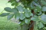 Crape Myrtle Branches and Leaves