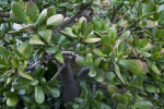 Crassula ovata