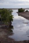 Creek and Mangroves