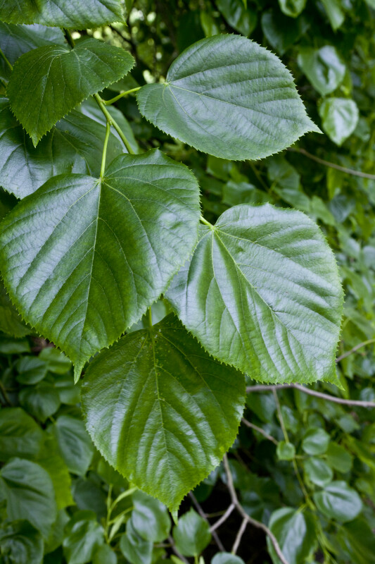 Crimean Linden Serrated Leaves