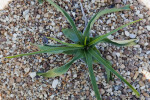 Crinum firmifolium