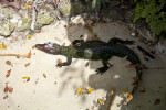 Crocodile From Above