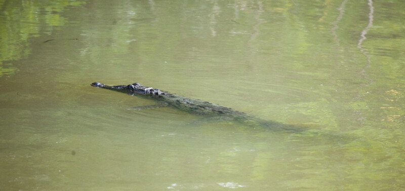 Crocodile Swimming