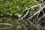 Crouching Tricolored Heron