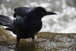 Crow Bathing
