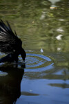 Crow Grabbing Food