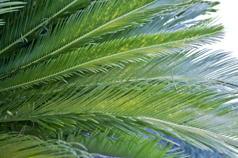 Crowded Sago Palm Leaflets