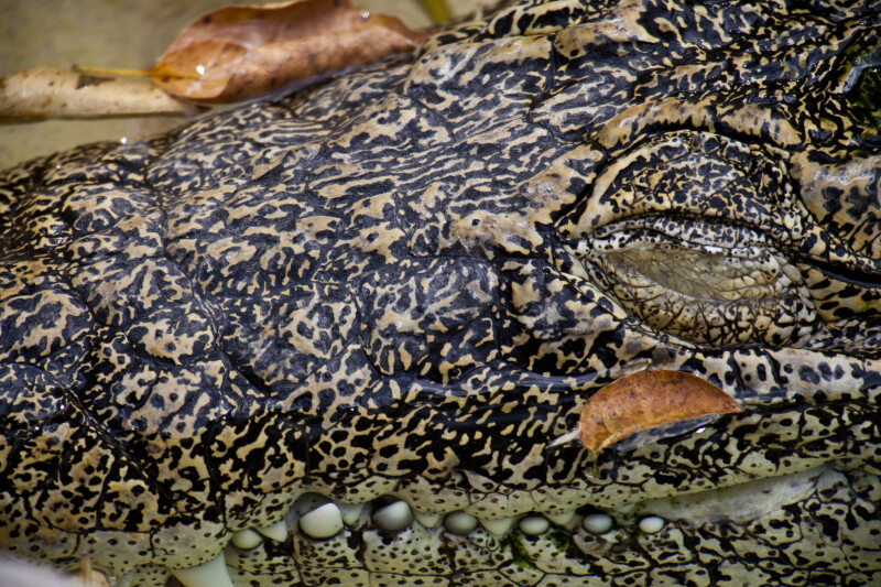 Cuban Crocodile Close-Up