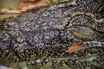 Cuban Crocodile Close-Up