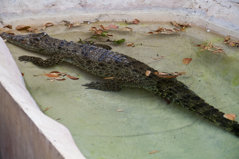 Cuban Crocodile in Water