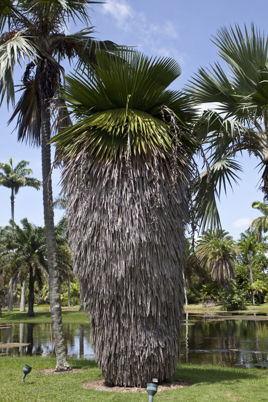 Cuban Petticoat Palm