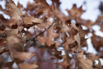 Curled, Brown Oak Leaves
