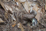 Curled Cypress Knee Covered in Brush