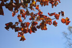 Curled Maple Leaves on the End of a Branch