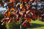 Curled Maple Leaves