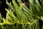 Curling Fern Leaves