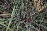 Curly Buckley Yucca Threads on Leaves