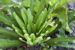 Curly, Light-Green Leaves