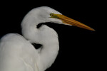 Curved Neck of Great White Egret