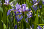 Curved Petals & Sepals of an Iris Flower