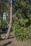 Curved Trunk of a Lawson's Cypress Tree