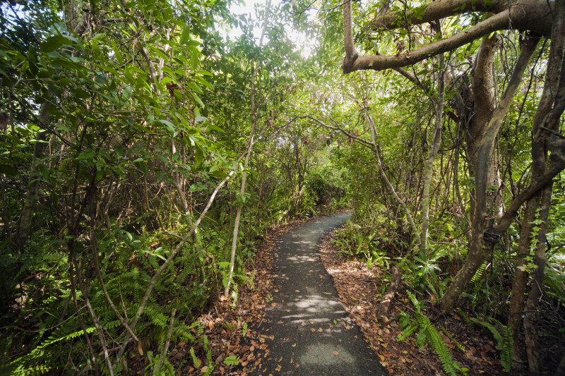 Curving Section of Gumbo-Limbo Trail