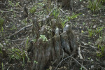 Cut Base of Cypress Tree