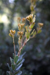 Cut-Leaf Banksia Leaves