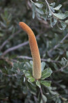 Cut-Leaf Banksia Orange Flower