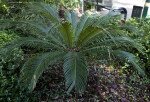 Cycad at the University of South Florida