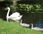 Cygnets Following Swan